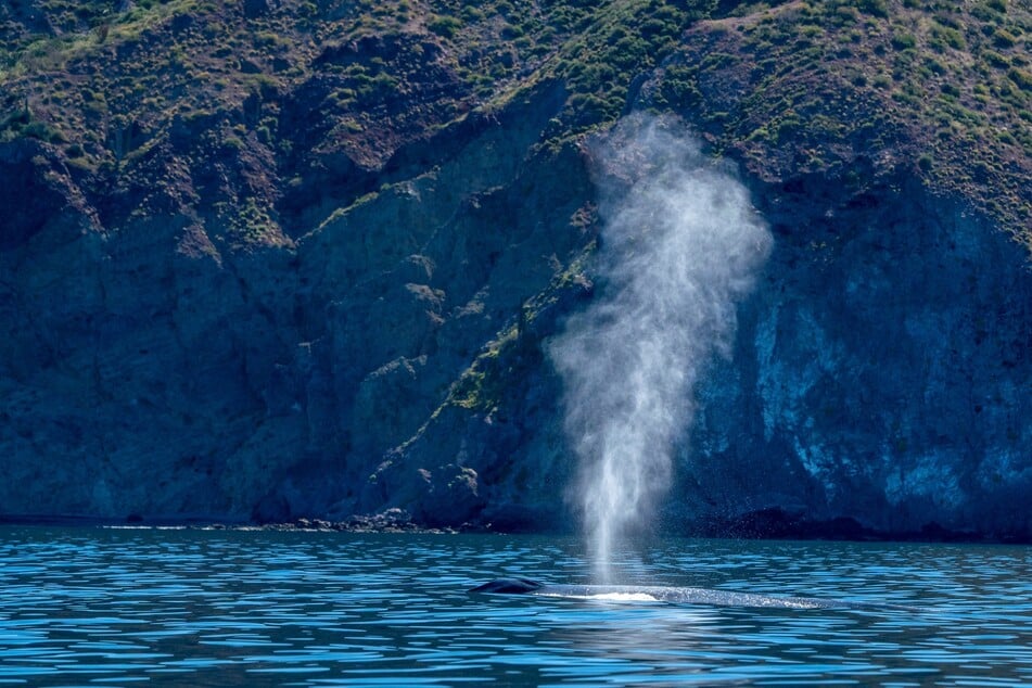 Die riesige Wasserfontäne des Blauwals kann bis zu zwölf Meter hoch werden.