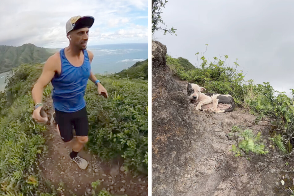 Sergio Florian fand bei einem abendlichen Lauf in den Bergen Hawaiis eine Hündin.