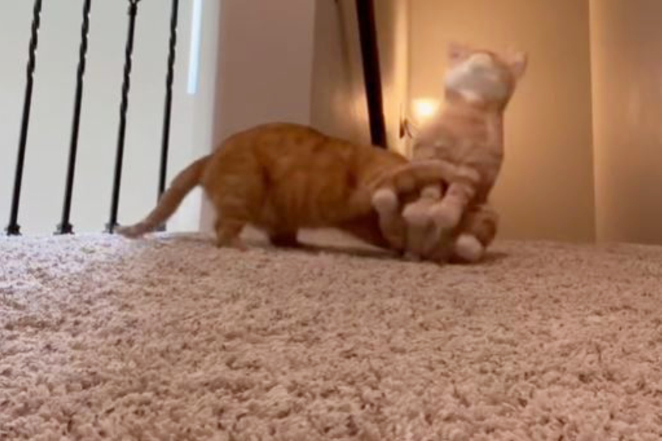 As soon as Kurt the cat is alone, he pounces on his stuffed animal opponent.