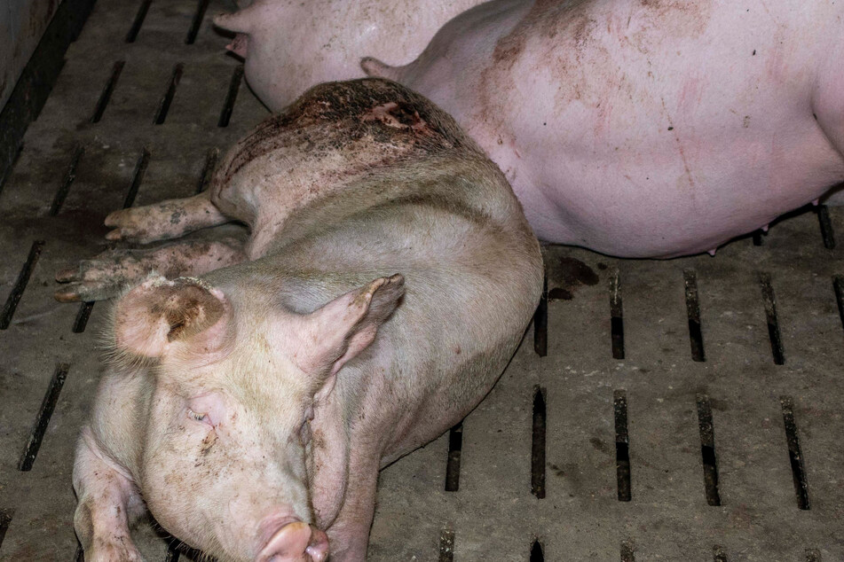 Aufnahmen von Tierschützern zeigten verletzte Schweine in einem Mastbetrieb. Die Videos führten nun zu einer Anklage.