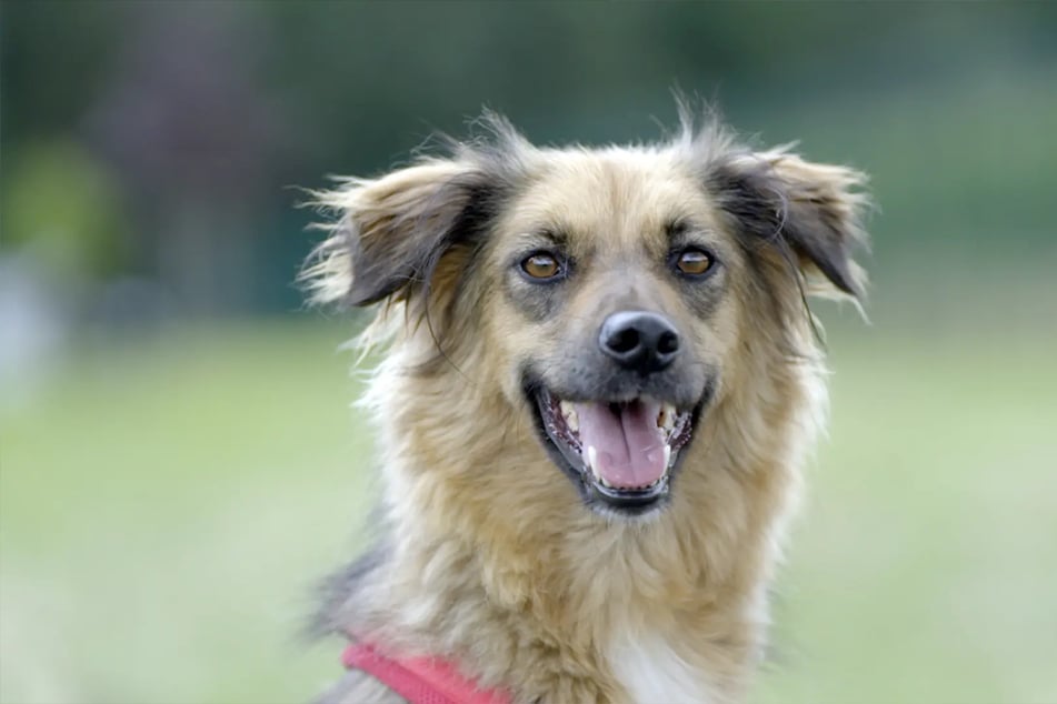 Die Hundedame Maria (4) sucht im Tierheim Pirna nach einem neuen liebevollen Zuhause.