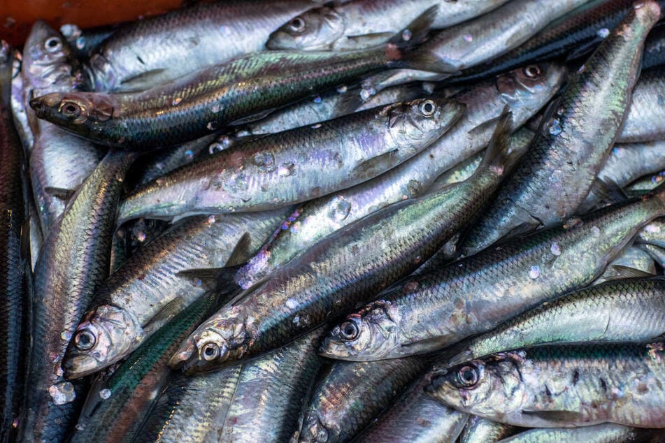 Mysteriöses Fischsterben an Nordsee-Küste geht weiter: Tausende tote Fische angespült