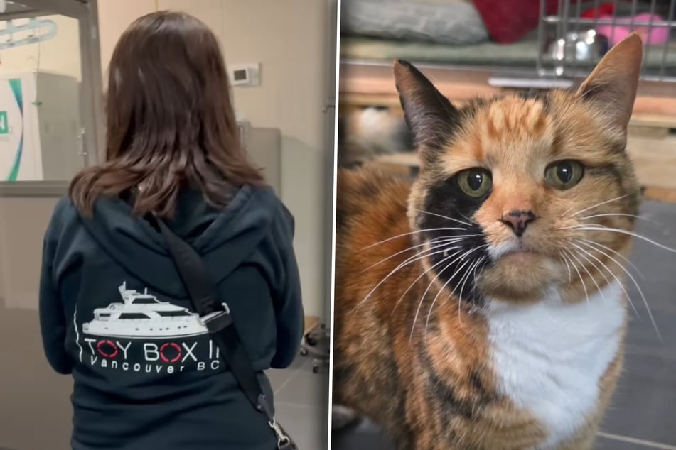 Tierheim-Mitarbeiter prüfen Mikrochip von Katze: Kurz darauf sind sie sprachlos