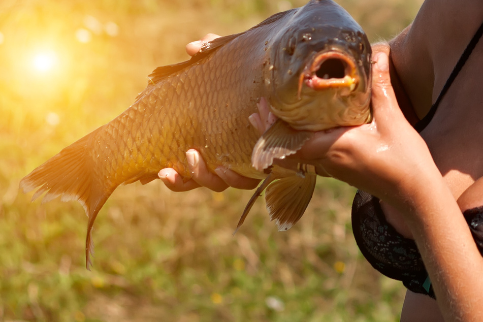 Karauschen (s. Bild) und Goldfische werden vom Bezirksamt Berlin-Mitte zur Adoption freigegeben. (Symbolbild)