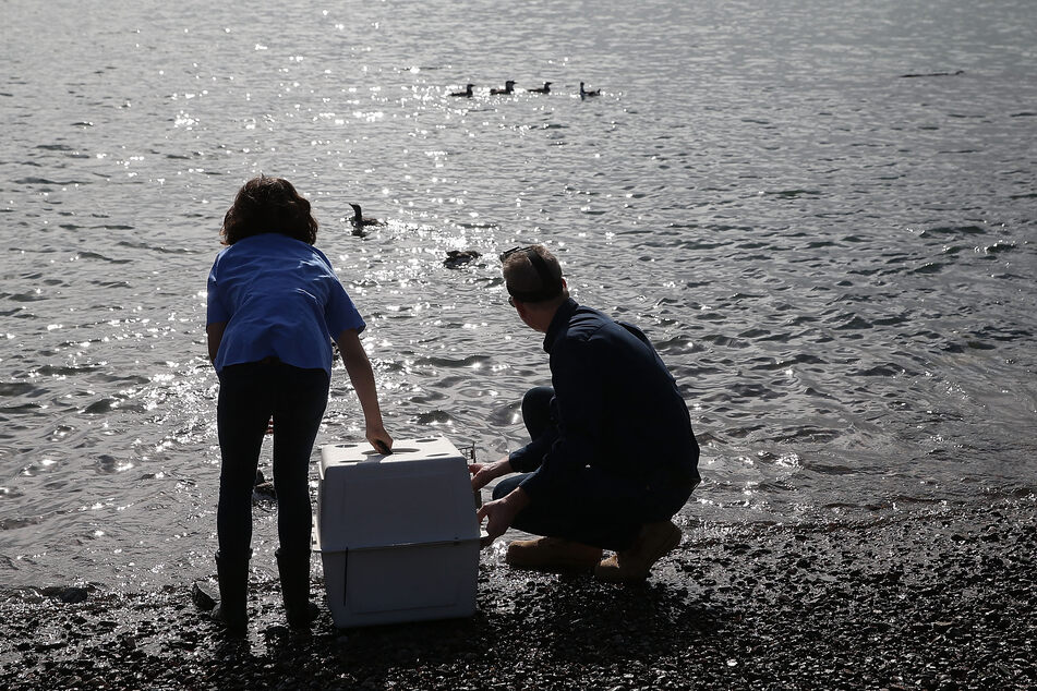 Russ Curtis of the International Bird Rescue Center (R) and his daughter Elizabeth Russell release rehabilitated Common Murres into the San Francisco Bay on October 23, 2015 in Sausalito, California.