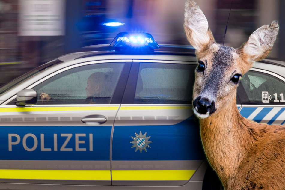 Im Polizeiauto mit Blaulicht wurde ein Reh in der Oberpfalz in den Wald gefahren. (Symbolbild)