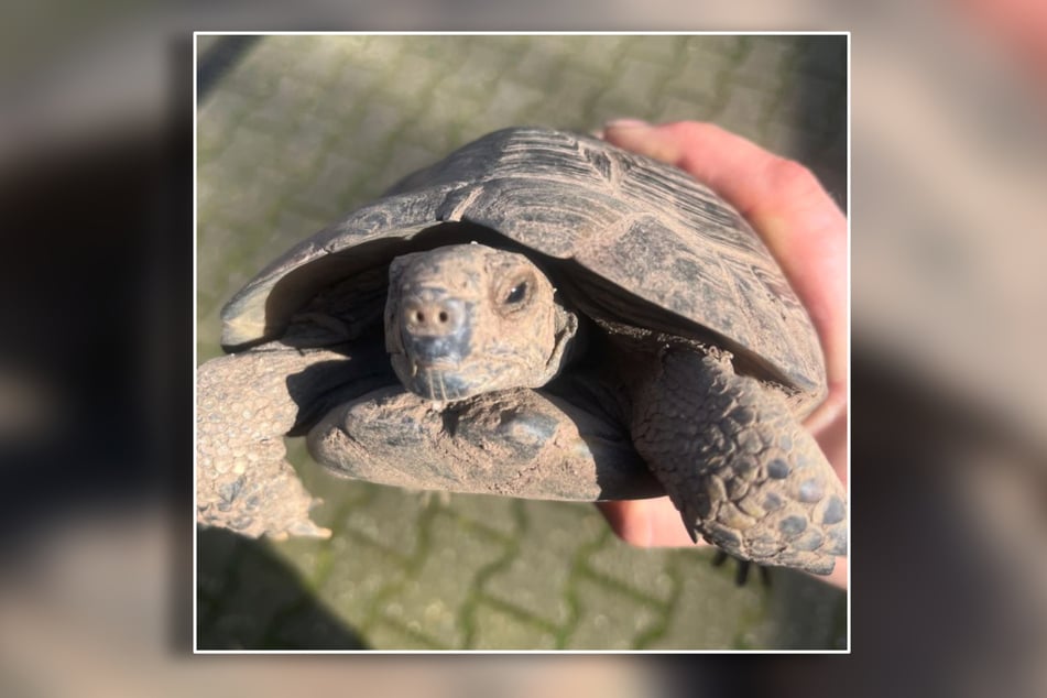 Schildkröten können im Winter in eine Art Dämmerschlaf fallen und für drei bis fünf Monate eine Ruhepause einlegen, bei der Herzschlag und Atem gedrosselt werden.