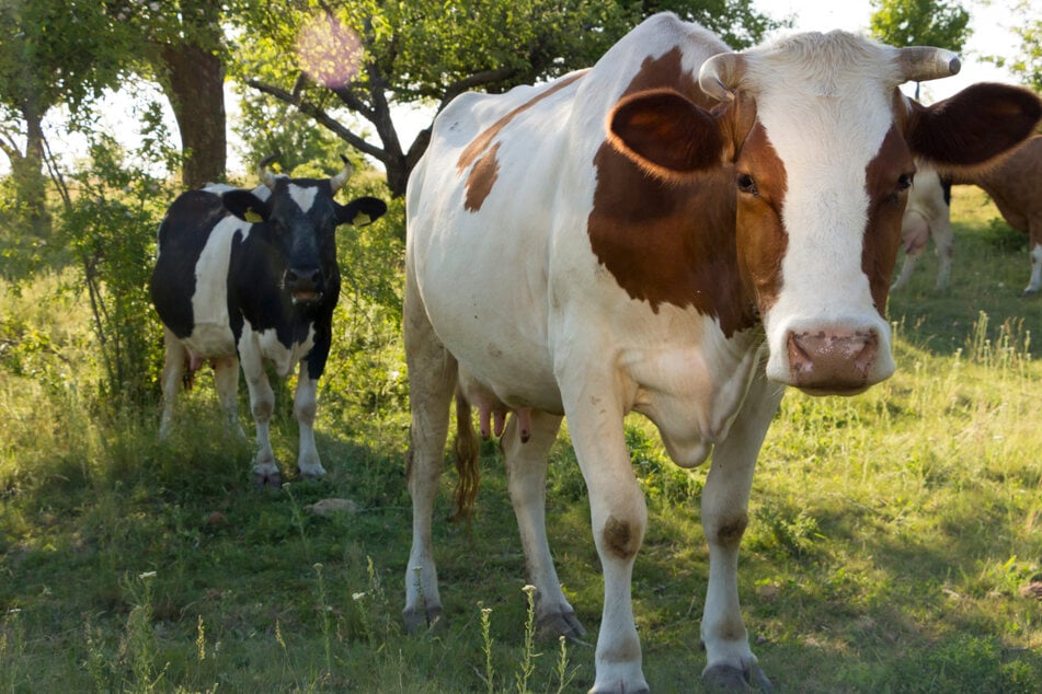 Ab durchs Gatter! Wildgewordene Kühe auf der Flucht sorgen für Chaos