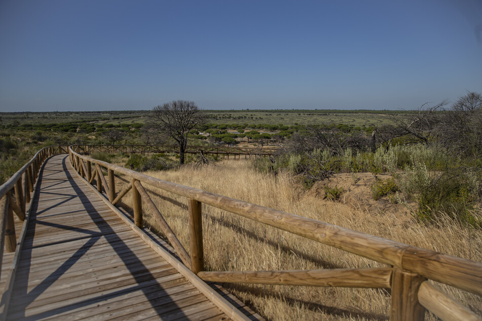 Blick auf den Naturpark von Doñana. Beim Schutz des wegen des Tourismus und der intensiven Landwirtschaft von Austrocknung bedrohten Naturparadieses Coto de Doñana muss sich Spanien in Zukunft viel mehr anstrengen.