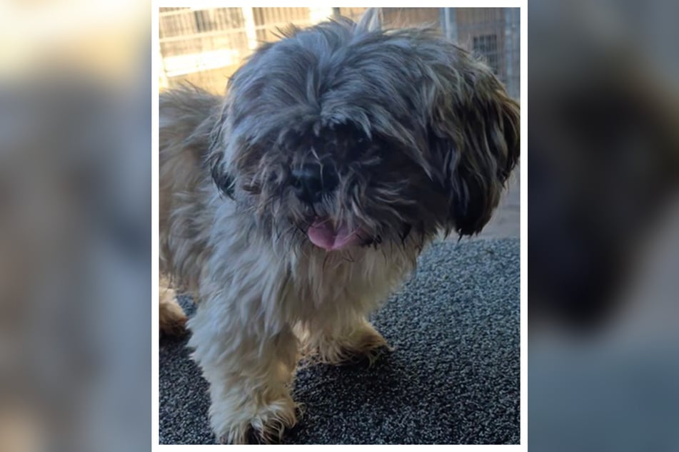Der Shih-Tzu-Pekinese-Mix ist so unkompliziert, dass er auch an Hundeanfänger vermittelt werden kann.