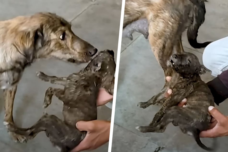 Die Hunde-Mama kommt zu ihrem Welpen, der höllische Schmerzen hat.