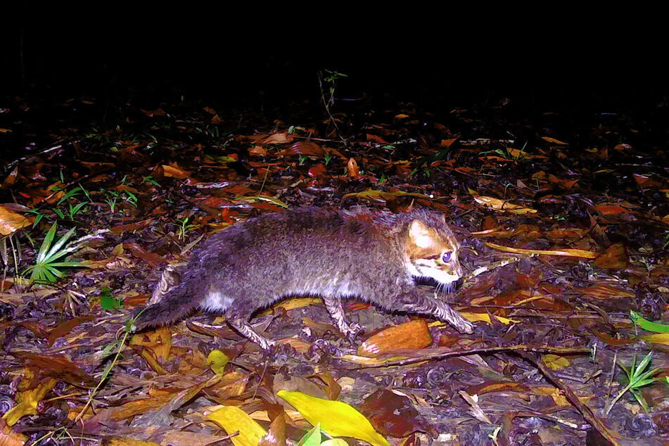 A recently rediscovered flat-headed cat is pictured in southern Thailand's Princess Sirindhorn Wildlife Sanctuary on December 26, 2025.