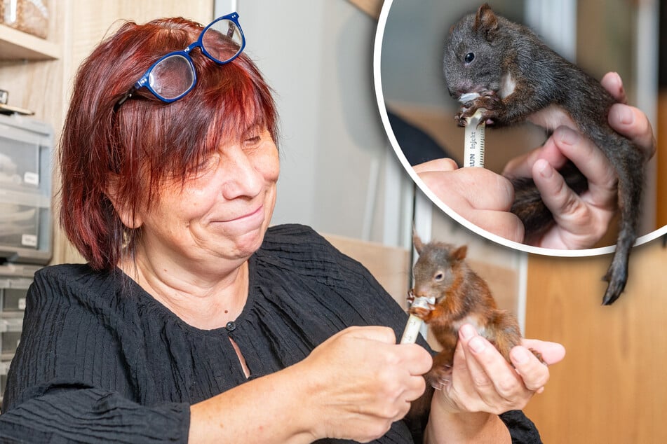 Dresden: Braucht ein Hörnchen Hilfe, so ist Frau Gräfe sofort zur Stelle