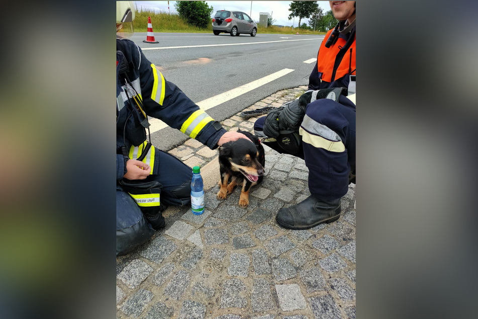 Als Ersthelfer kümmerte sich der Feuerwehrmann aus Coswig an der Unfallstelle um einen Hund.