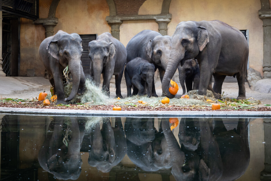 Tierpark Hagenbeck: Existenz durch Corona-Schließung in Gefahr?
