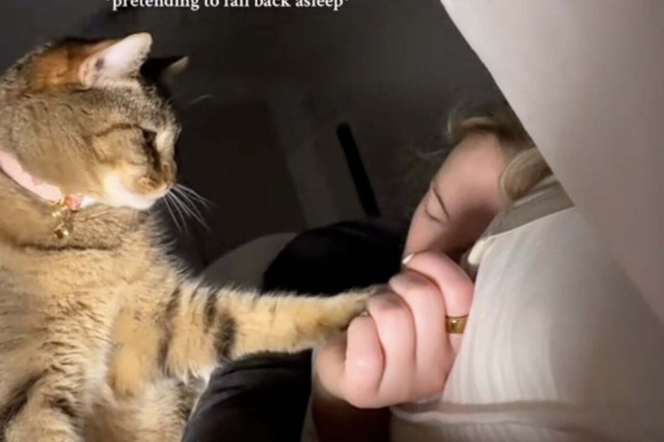 Maisy the cat makes sure to nudge her owner so she doesn't oversleep.