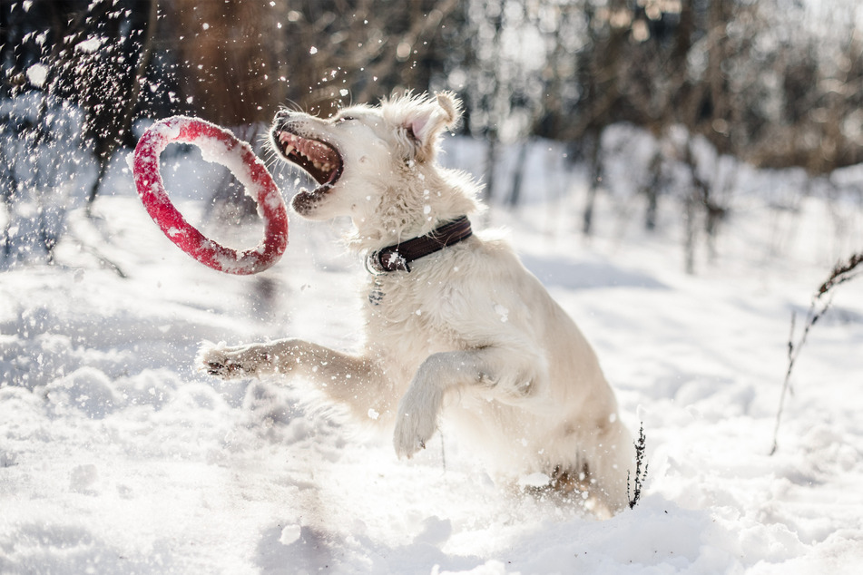 Don't forget the dog toys! There are many dog games for winter walks.