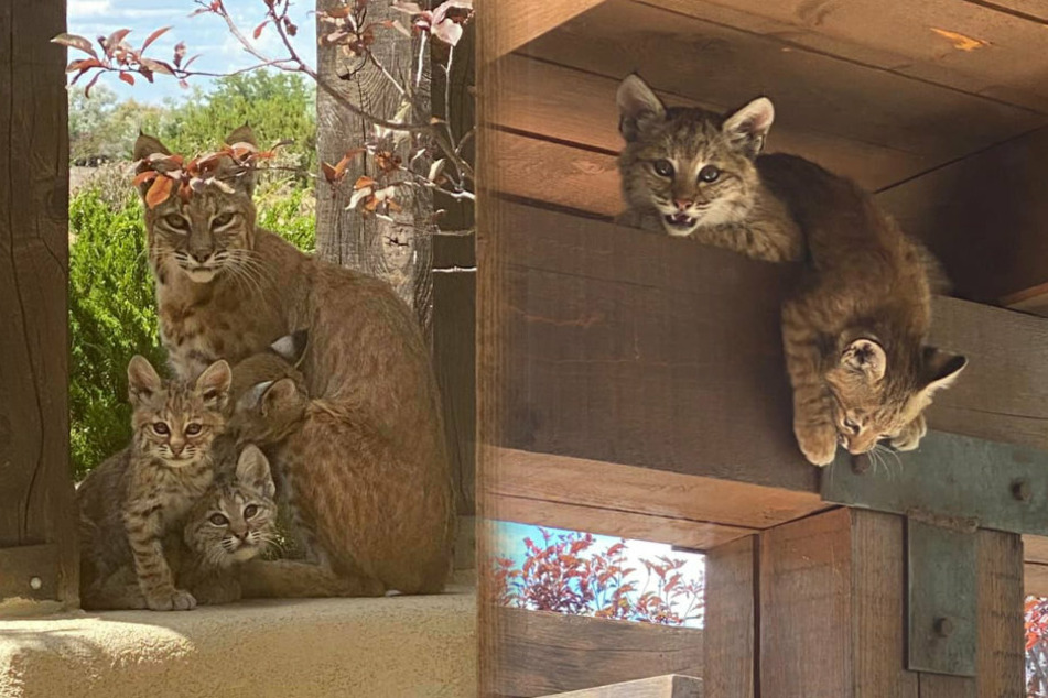 Da musste Kathy schon zweimal hinsehen. Eine Rotluchs-Familie machte es sich bei ihr bequem.