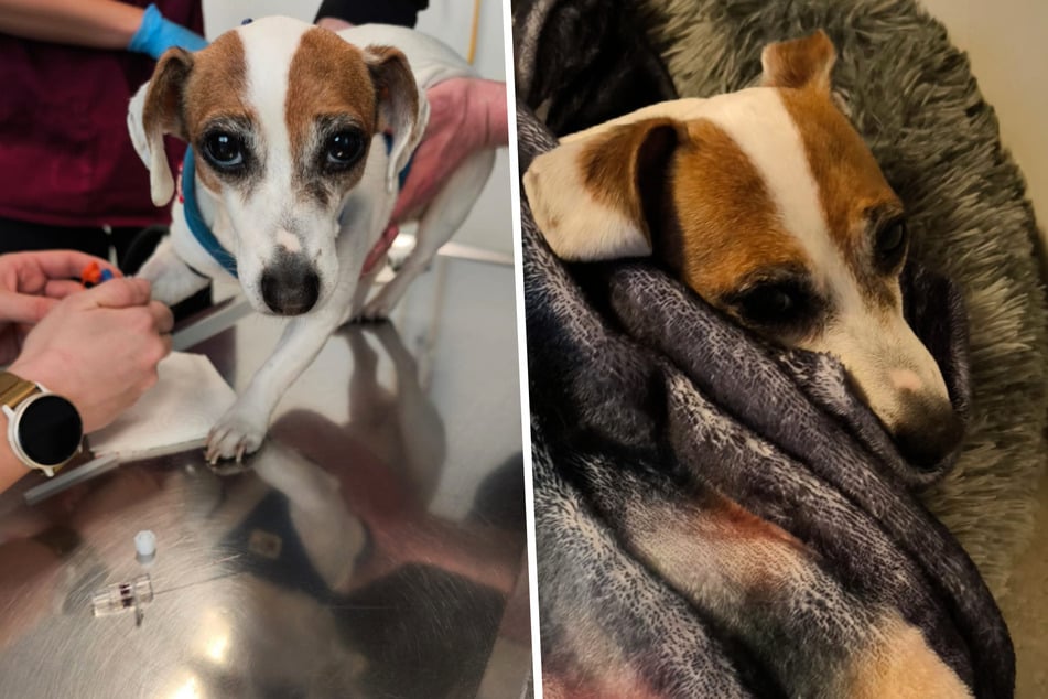 Weiter große Sorge um todkranke Stella: Ist die Kleine noch zu retten?