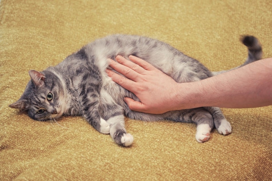 Der Bauch einer Katze ist sehr berührungsempfindlich.