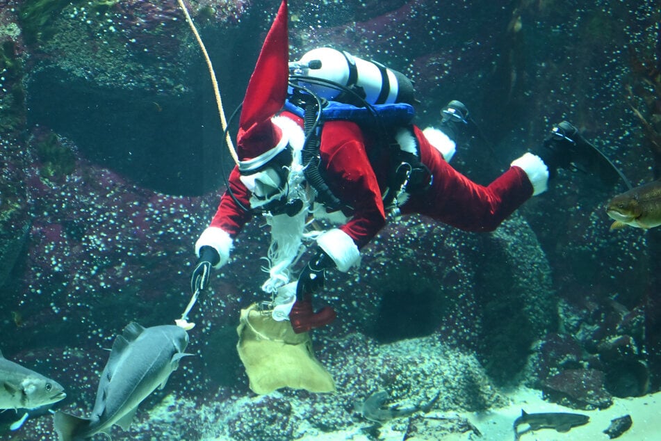 Der Nikolaus taucht zu den Fischen ab