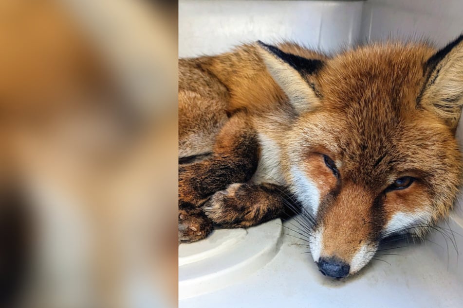 Feuerwehr rettet Fuchs aus Notlage: Tier schien schon beinahe tot zu sein