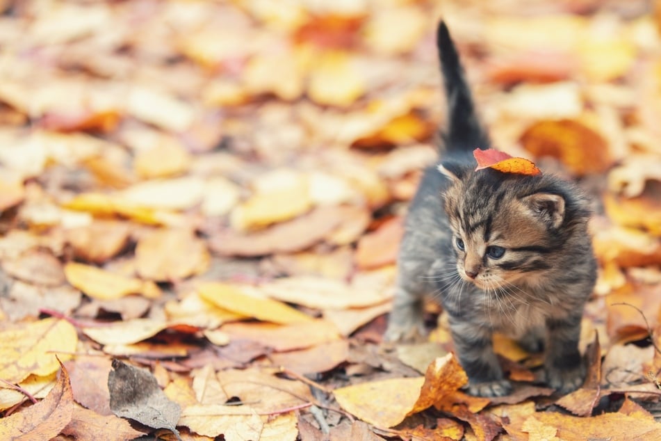 Sind Herbstkatzen wirklich die "schlechteren" Katzen?