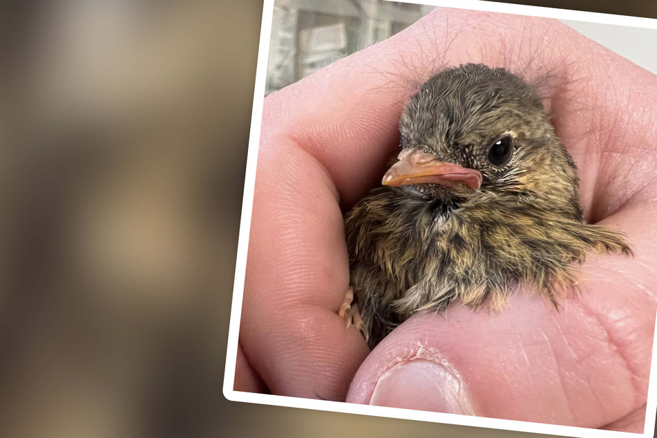 Verletzter Jungvogel in Not: Tierheim nimmt kleinen Patienten bei sich auf