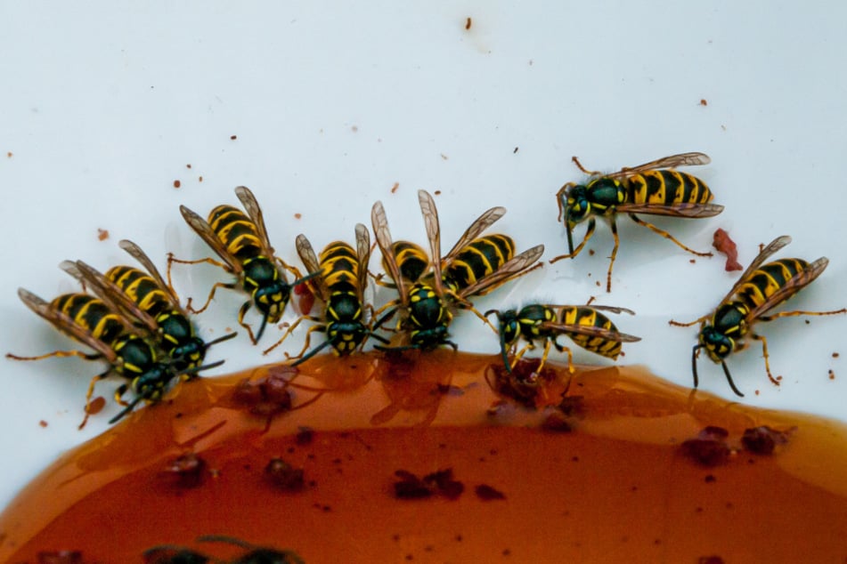 Use a wasp lure to keep them away from humans.