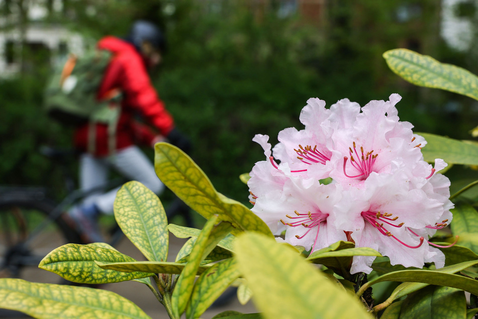 Ein Rhododendron Strauch blüht im Kölner Volksgarten. Die Menschen in NRW erwartet in den kommenden Tagen ein Mix aus Wolken, Regen und Sonne.