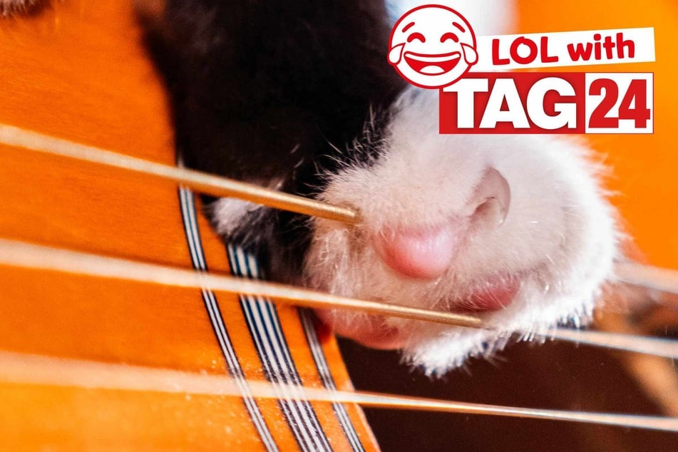 Joke of the Day for July 26, 2025: The best cat jokes for Caturday