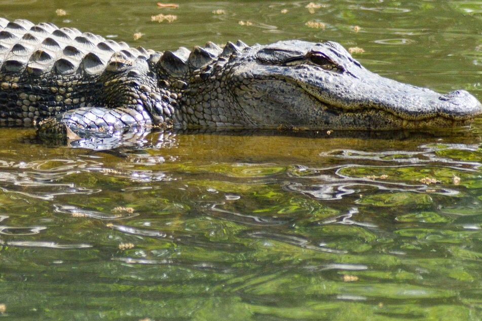 South Carolina woman killed by gator in horrific attack