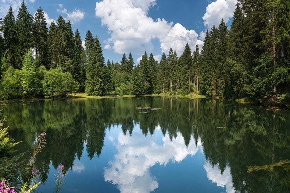 Ein Ort der Idylle: der Sauteich bei Muldenberg (Etappe 13).