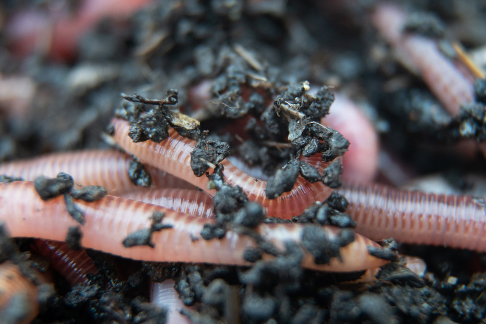 Würmer findet man für gewöhnlich eher in der freien Natur.