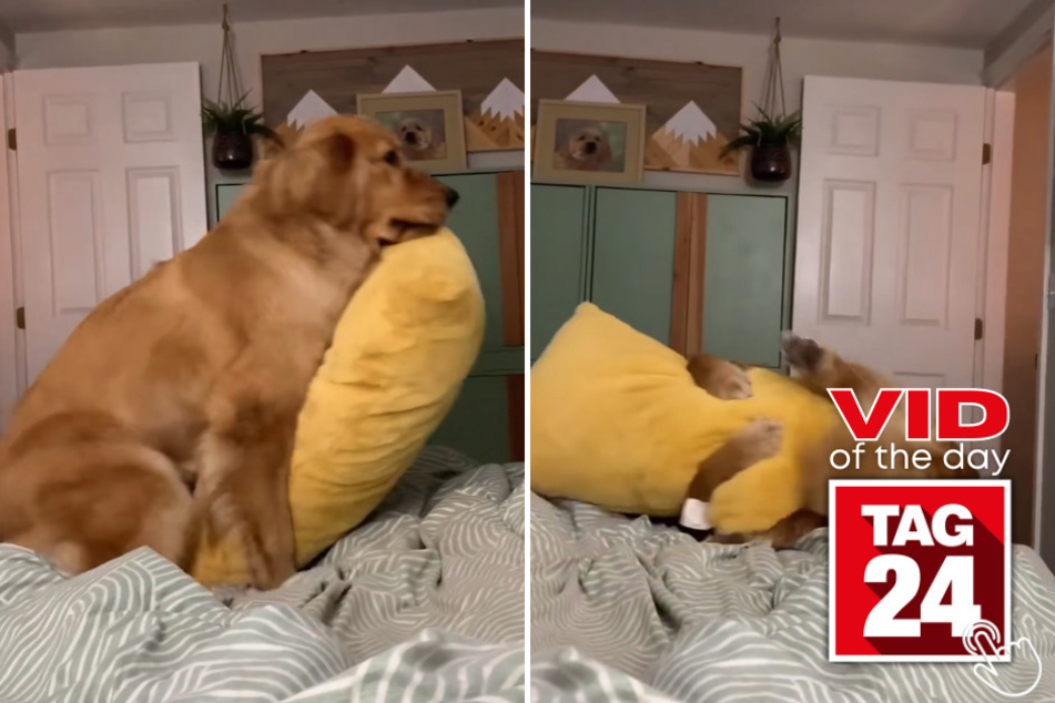 Pacha the Golden Retriever may need to work on her balancing skills in this video of the day.