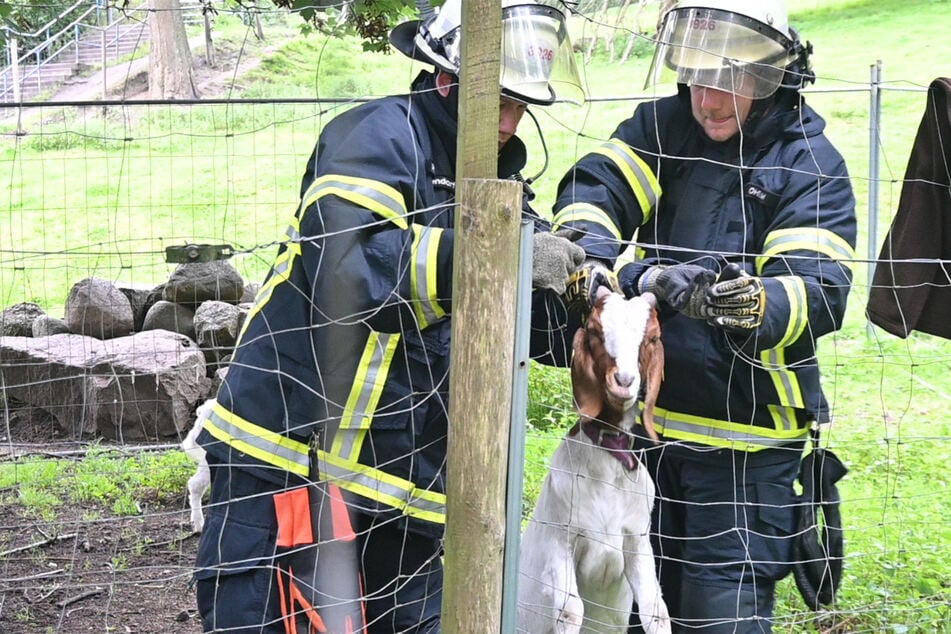 Zwei Beamten der Feuerwehr kletterten über den Zaun des Geheges und befreiten die Ziege.