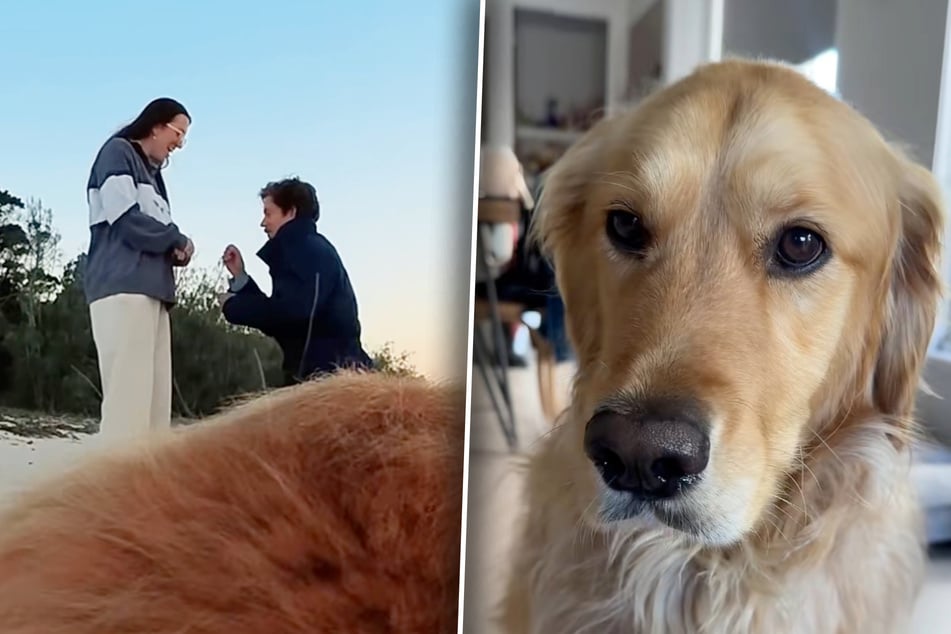 Perro Golden Retriever puede grabar la propuesta de matrimonio: el resultado deja a su dueña sin palabras