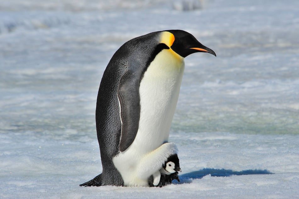 Tiere sorgen sowohl in der Wildnis als auch im Internet immer wieder für Lacher. Doch welches animalische Bild ist das witzigste des Jahres? (Symbolbild)