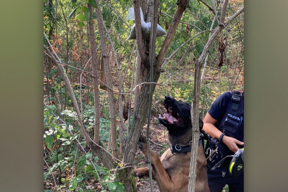 Der Polizeispürhund hat in einem Neusser Waldstück mehrere Tüten mit Drogen gewittert.