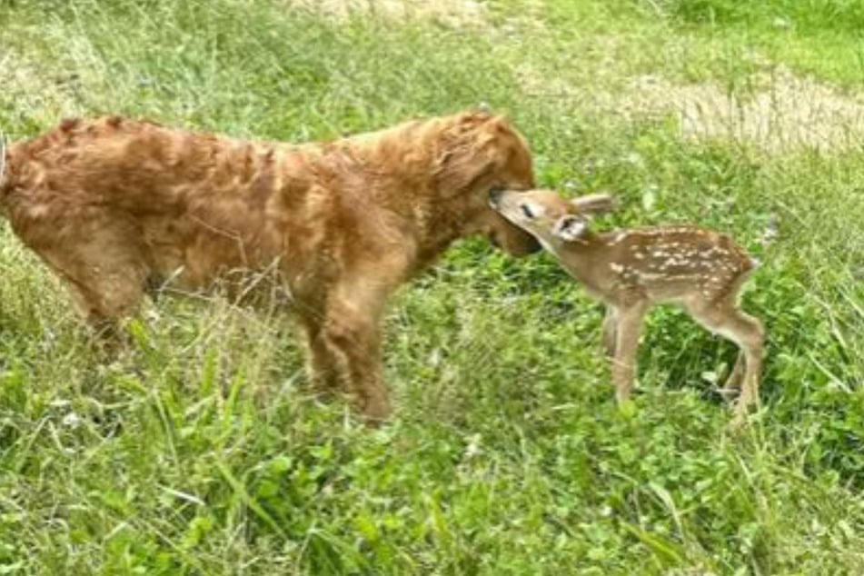 Golden Retriever trifft auf Rehkitz: Was die Hündin dann tut, können viele kaum glauben