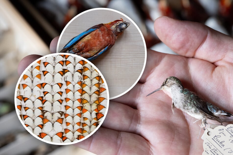 Frankfurt: Papagei, Mini-Kolibri oder Schmetterlinge: Diese Exemplare sind etwas Besonderes