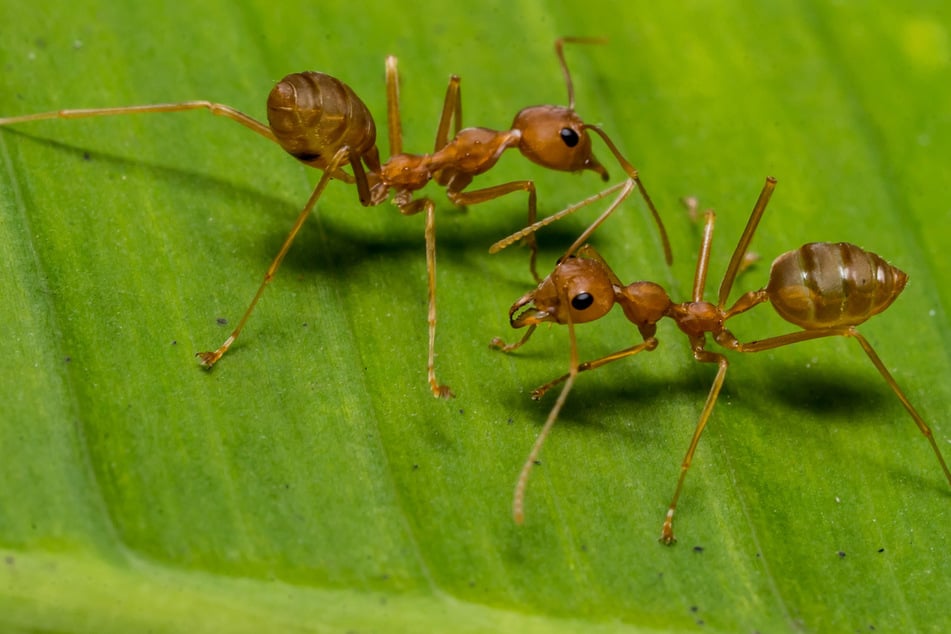 Ameisen im Haus bekämpfen: Was hilft gegen die Insekten?