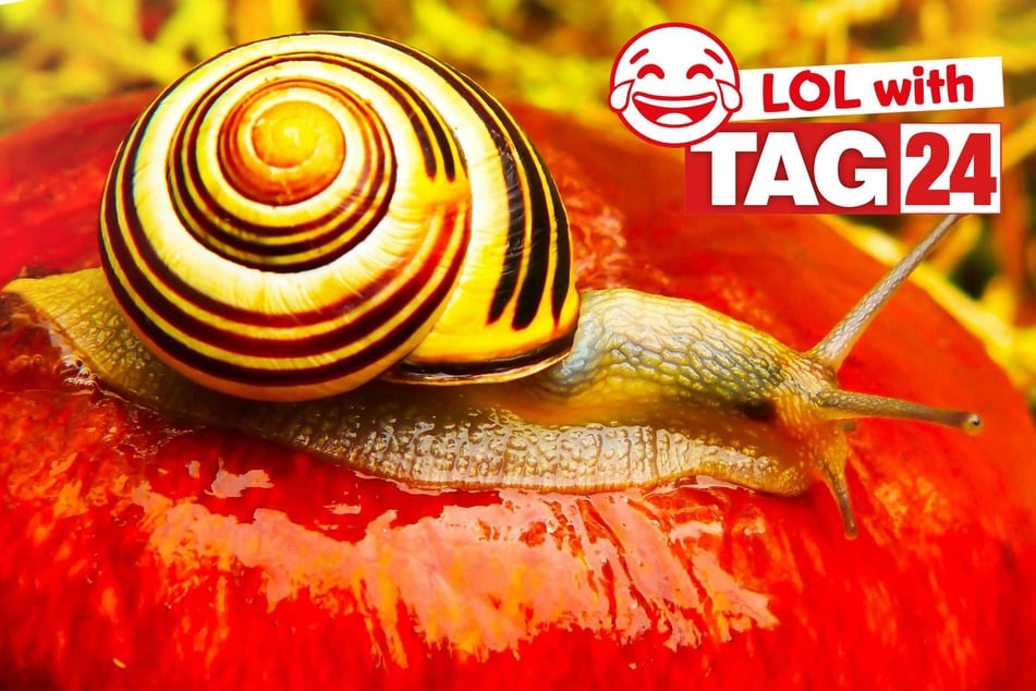 Joke of the Night for April 20, 2026: A slimey silly.