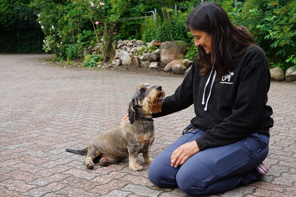 Pabbel ist einer der Hunde, der auf dem Hun'nenhoff wieder laufen gelernt hat. Als sein Herrchen gestorben ist, sollte er eigentlich aufgrund seiner Bandscheibenvorfälle eingeschläfert werden. Inzwischen hat er bei Usha Peters ein neues Zuhause gefunden.