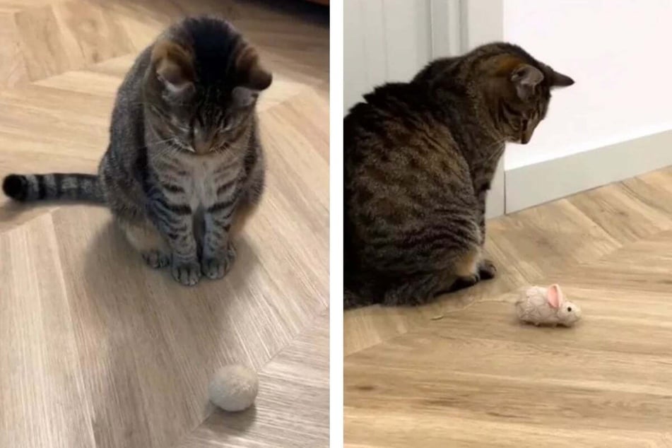 Elderly rescue cat completely transforms in his new home!