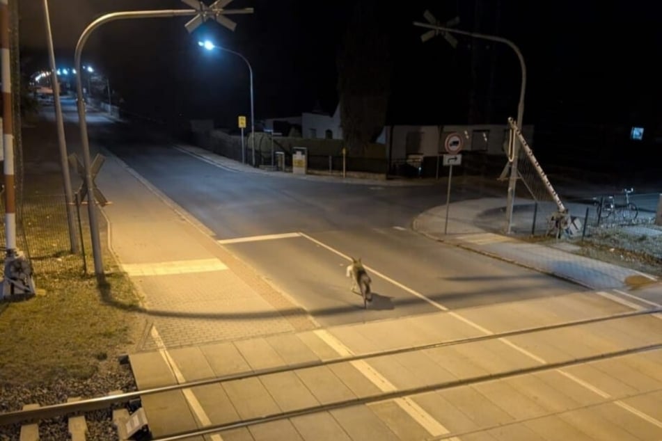 Der Wolf, mutmaßlich mit Kater Leo im Maul, überquert den Bahnübergang an der Karl-Liebknecht-Straße in Lauta.