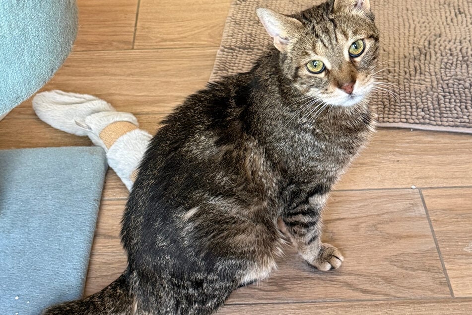 Europäisch Kurzhaar-Kater Puma sucht ein ruhiges Zuhause. Er hat Diabetes.