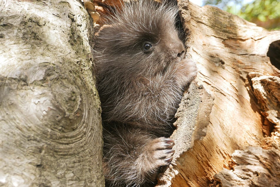 Ein Baumstachler-Jungtier ist im Zoo Hoyerswerda auf die Welt gekommen.