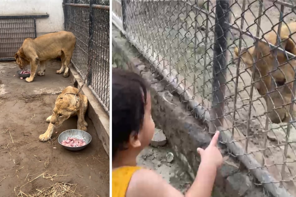 Die Zustände im Horror-Zoo sind schockierend.