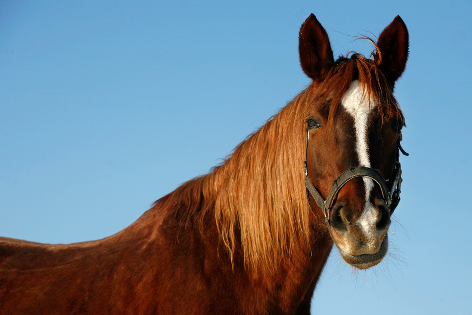 Unneighborly behavior: Man kidnaps horse and hides it in a very strange place